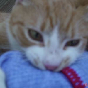 Meet your Posher, Barbara